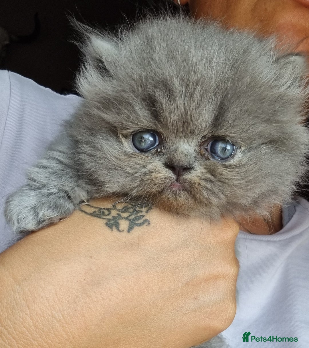 Persian cats for sale: Beautiful grey persian kittens - Image 2
