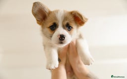 Akita dogs for sale: Maecenas tempus tellus eget condimentum - Image 1