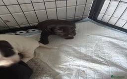 Cocker Spaniel dogs for sale: KC FTCH working cocker spaniel puppy’s  - Image 30