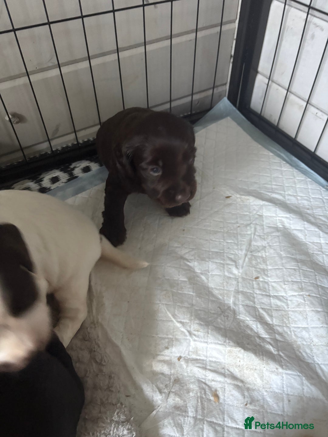 Cocker Spaniel dogs for sale: KC FTCH working cocker spaniel puppy’s  - Image 30