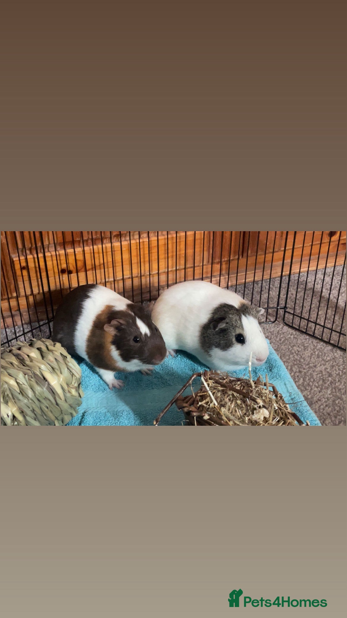 Guinea Pig rodents 2 male guinea pigs  - Advert 1