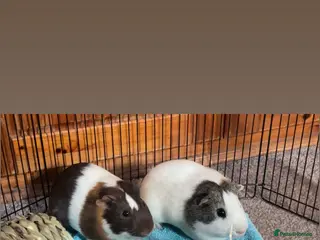 Guinea Pig rodents 2 male guinea pigs - Advert 1