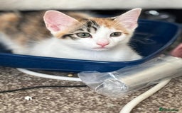Mixed Breed cats for adoption: Rescue calico kitten in need of home - Image 3