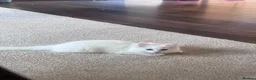 Mixed Breed cats for sale: Ragdoll cross kitten  - Advert 2