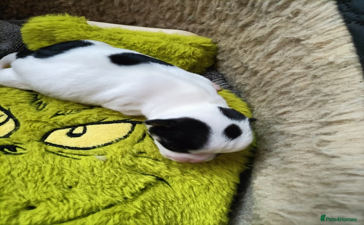 Chihuahua dogs - Advert 9