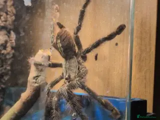 Tarantulas invertebrates Goliaths, Pokies and Velvet Spiders - Advert 1