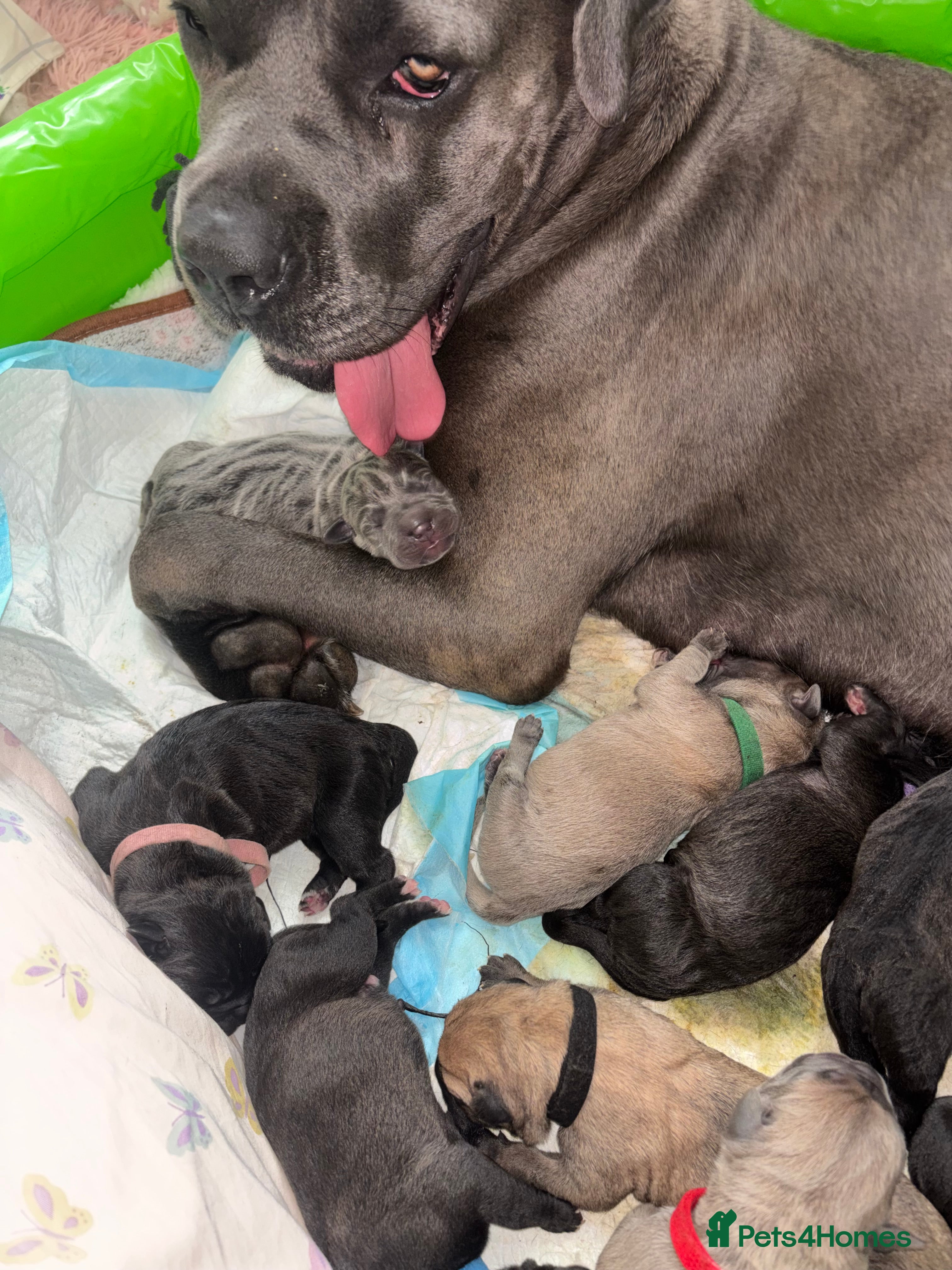 Mixed Breed dogs XLCane CorsoxBoerboel Pups Ready for Loving Homes - Advert 2