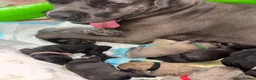 Mixed Breed dogs for sale: XLCane CorsoxBoerboel Pups Ready for Loving Homes in South Croydon - Advert 2