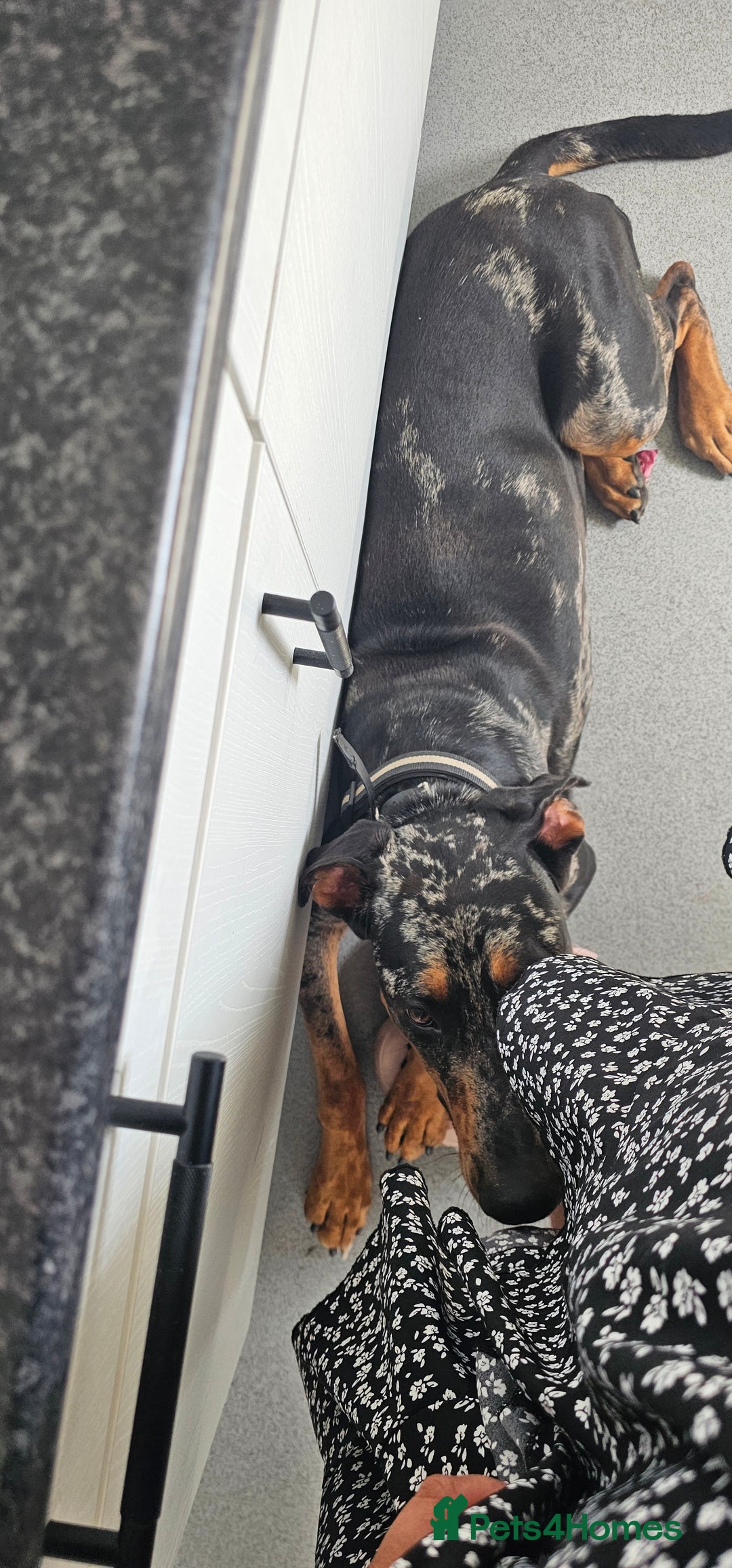 Mixed Breed dogs for sale: Beautiful male doberman  - Advert 7
