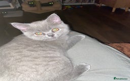 British Shorthair cats for sale: ❤️GCCF❤️ONE GIRL LEFT❤️READY❤️ BRITISH SHORTHAIR❤️ - Image 26