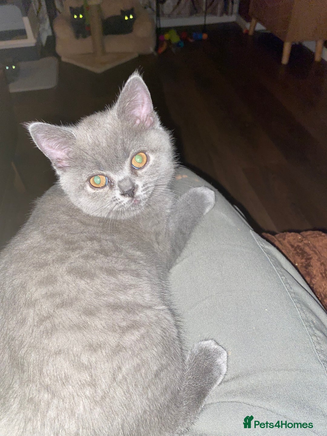 British Shorthair cats for sale: ❤️GCCF❤️ONE GIRL LEFT❤️READY❤️ BRITISH SHORTHAIR❤️ - Image 26