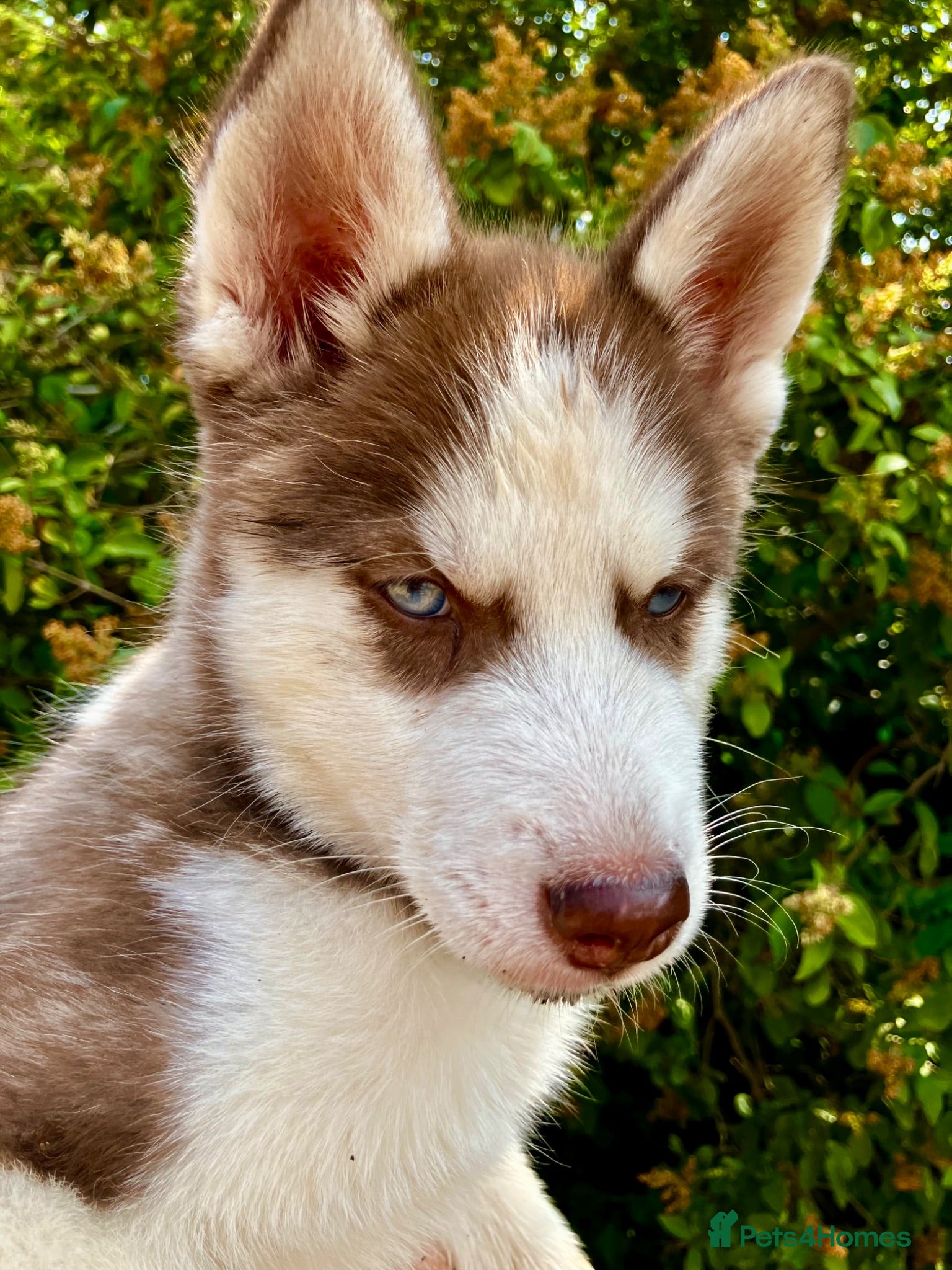 Siberian Husky dogs Beautiful Purebred Red Siberian Husky Girls - Advert 4