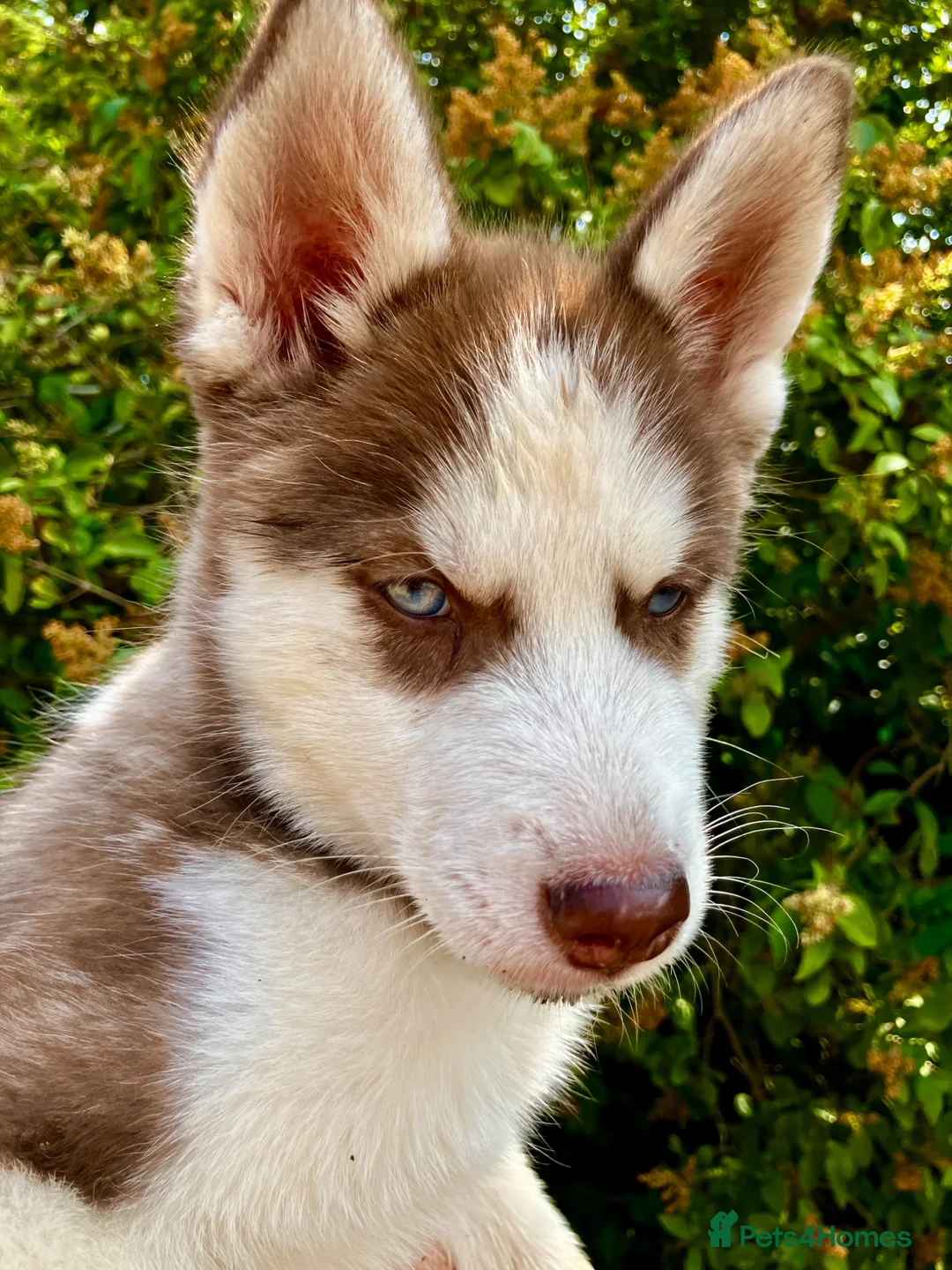 Siberian Husky dogs for sale: Beautiful Purebred Red Siberian Husky Girls - Advert 1