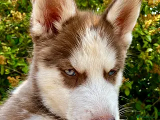 Siberian Husky dogs Beautiful Purebred Red Siberian Husky Girls - Advert 1