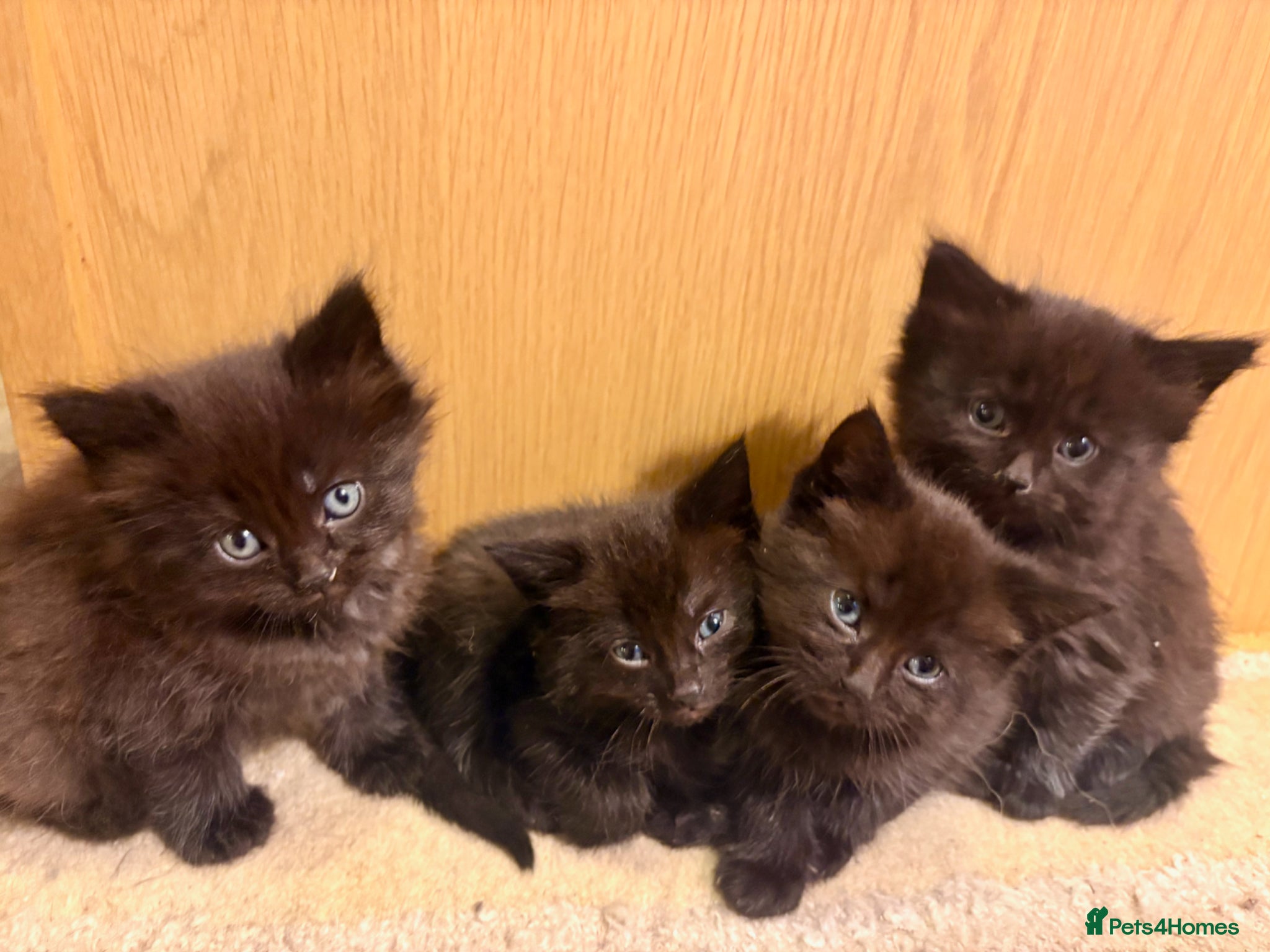 Mixed Breed cats for sale: Beautiful Kittens For Sale - Advert 1