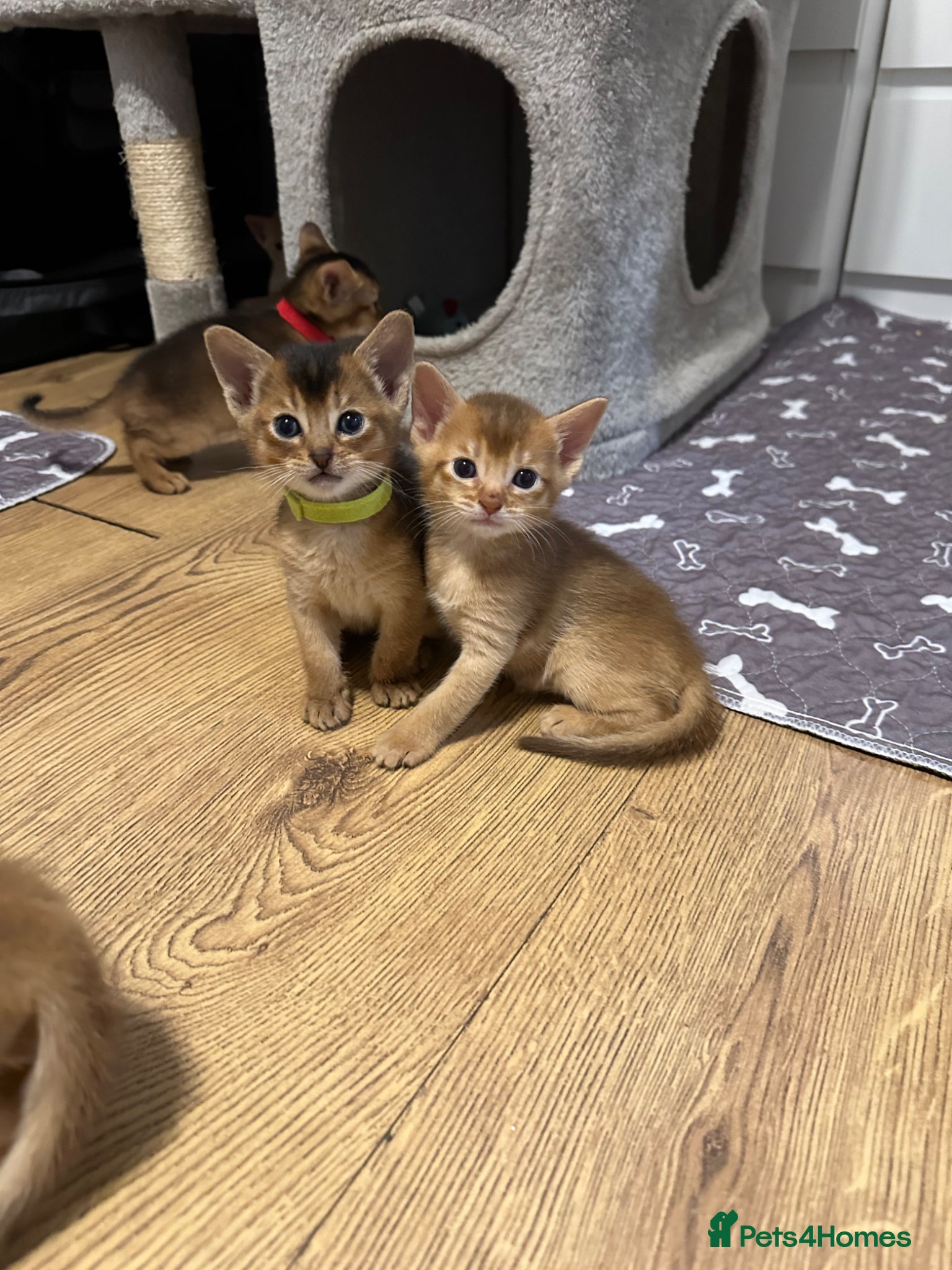 Abyssinian cats Abyssinian kittens 🌟😻🌟 - Advert 2