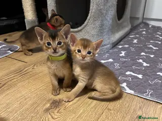 Abyssinian cats Abyssinian kittens 🌟😻🌟 - Advert 2