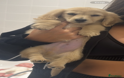 Miniature Dachshund dogs for sale: Kc English cream long haired miniature dachshund  - Image 9