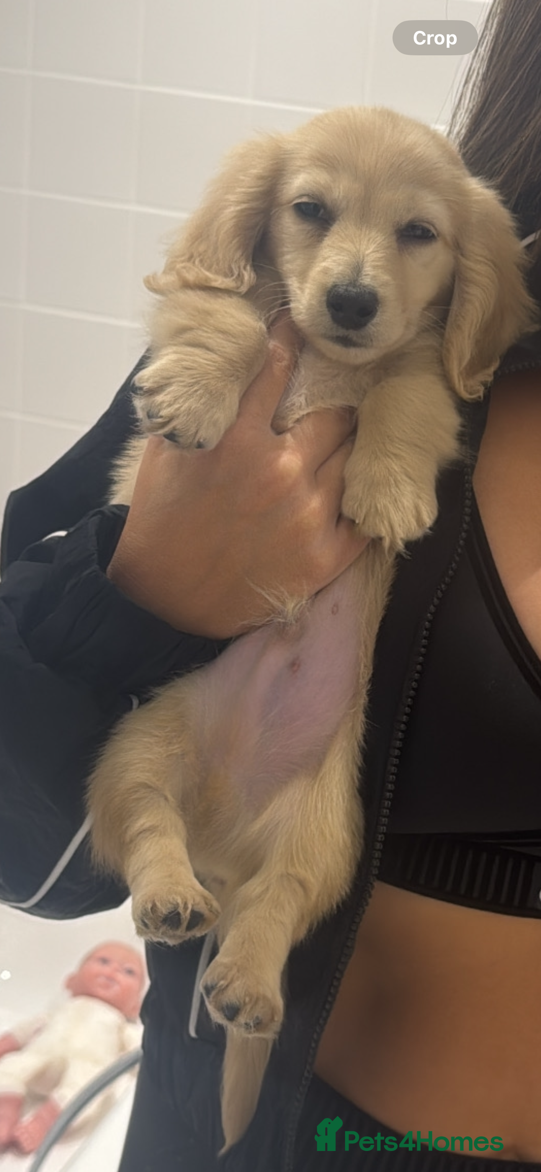 Miniature Dachshund dogs for sale: Kc English cream long haired miniature dachshund  - Image 9