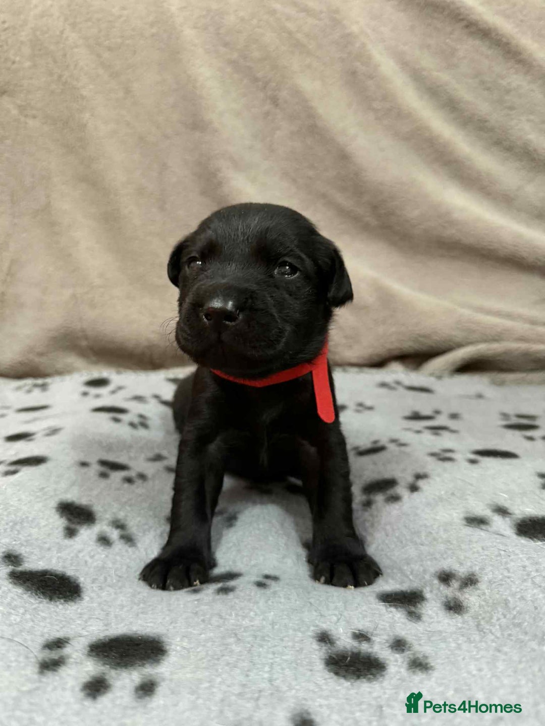 Labrador Retriever dogs for sale: Kc registered labradors for sale - Advert 5