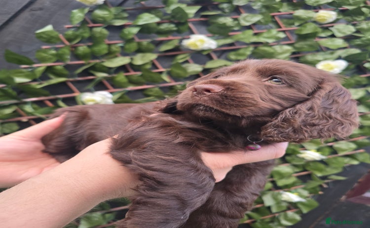 Cocker Spaniel dogs - Advert 4