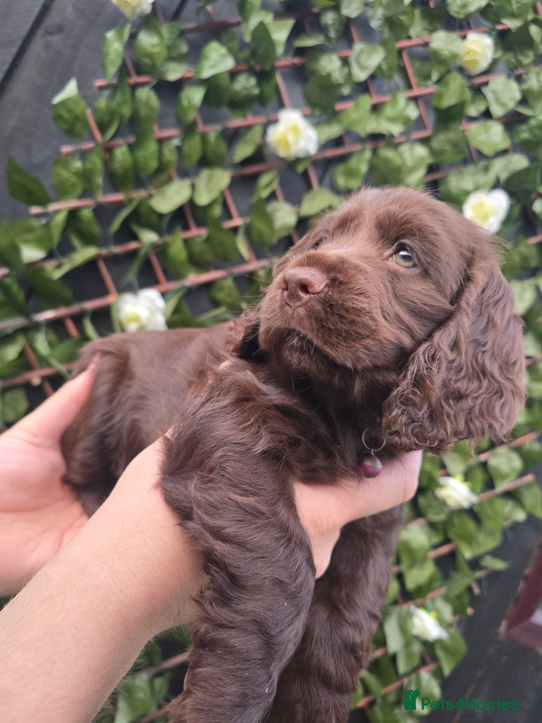Cocker Spaniel dogs for sale: Show type x working cocker spaniel - Image 1
