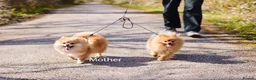 Pomeranian dogs for sale: KC registered pomeranian puppies - 4 girls  - Advert 2