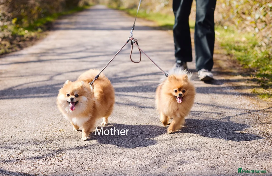 Pomeranian dogs for sale: KC registered pomeranian puppies - 4 girls  - Advert 2