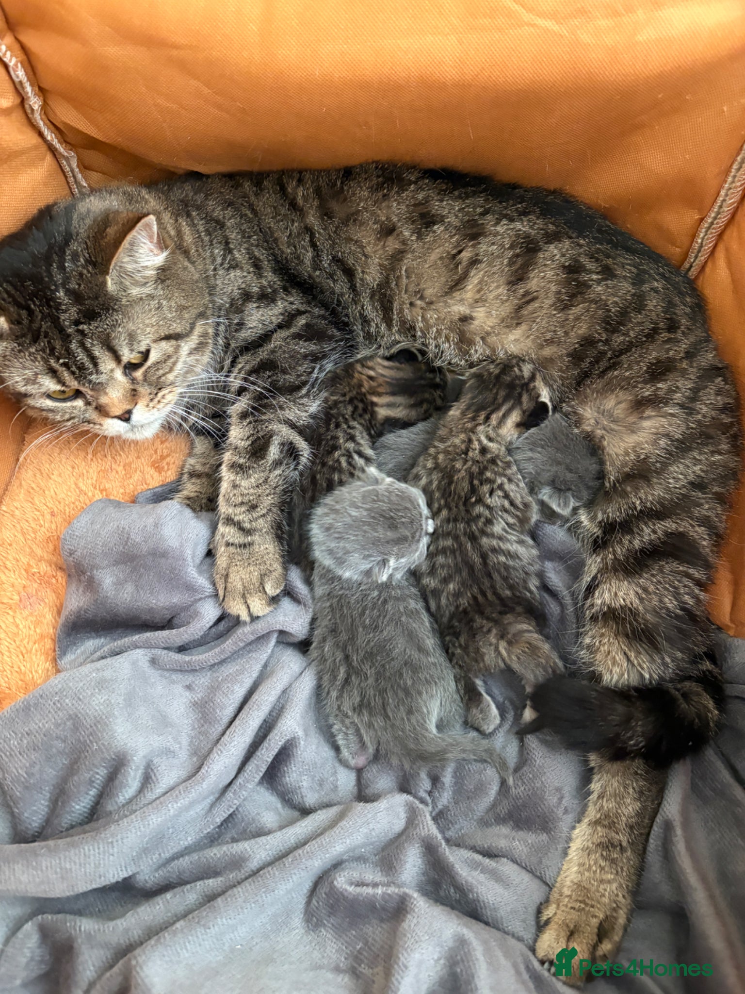 British Shorthair cats British shorthair chocolate and blue girls - Advert 3