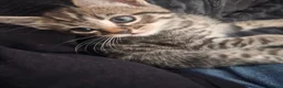 Mixed Breed cats for sale: Mix breed kittens mum is bengal cross - Advert 27