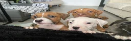 Mixed Breed dogs for sale: 2 boys & 3 girls Ready to go🏡💕 - Advert 14