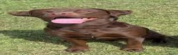 Labrador Retriever dogs for sale: 2x 2yo KC Registered chocolate Labrador boys - Advert 8