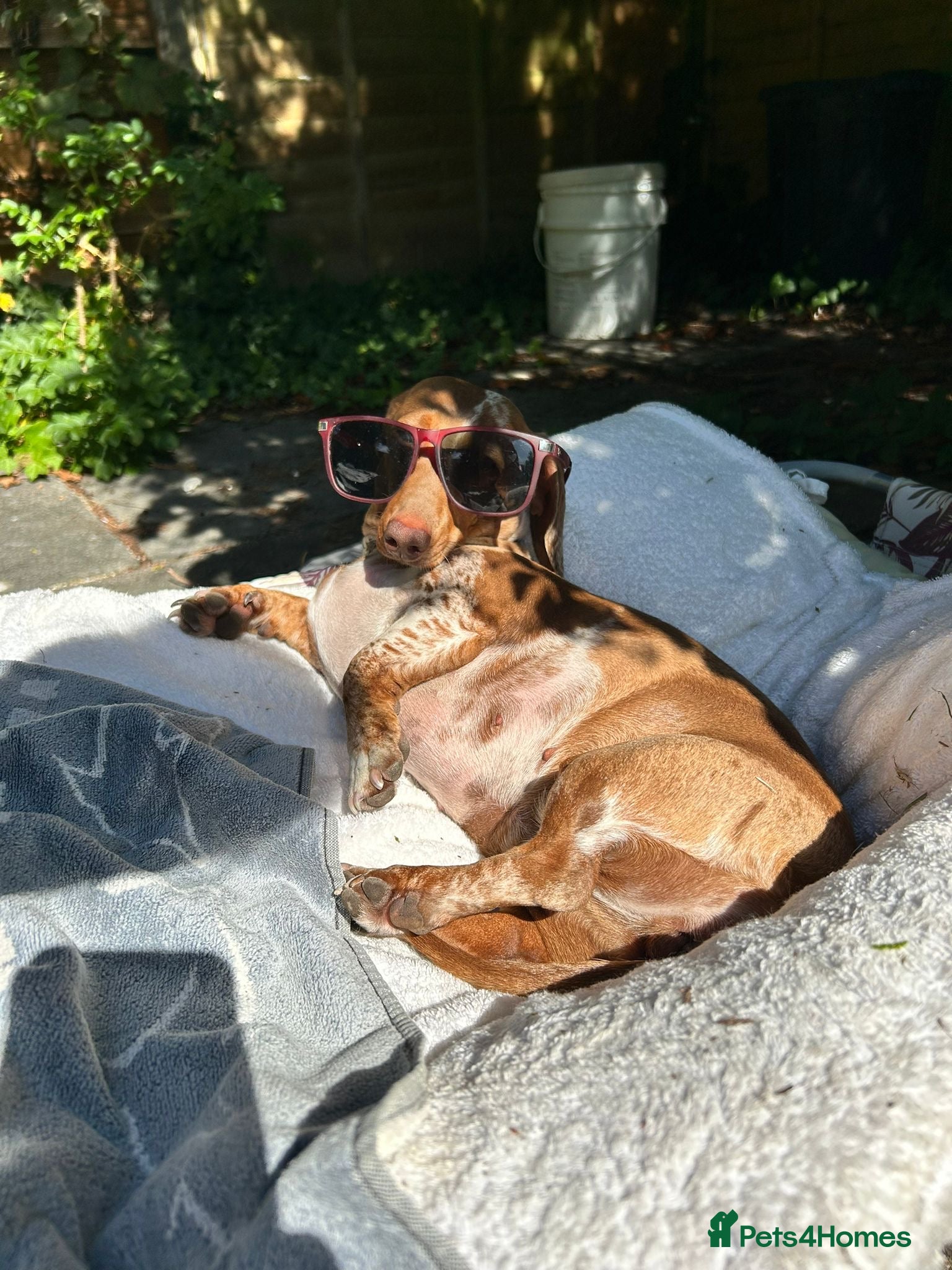 Miniature Dachshund dogs Smooth Mini Dachshund Pups ready for loving homes - Advert 3