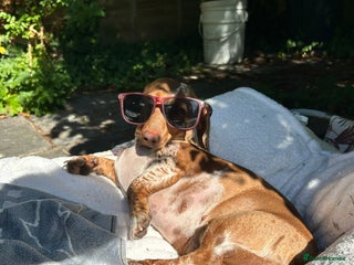 Miniature Dachshund dogs Smooth Mini Dachshund Pups ready for loving homes - Advert 3