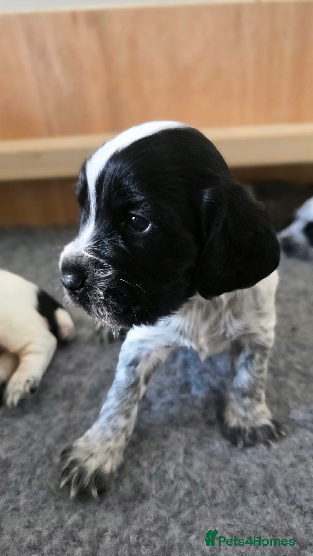 Cocker Spaniel dogs for sale: 🐾 Working Cocker Spaniel Puppies for Sale £800  - Image 8