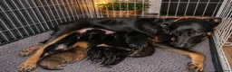 Belgian Shepherd Dog dogs for sale: Mechelse Herder Puppies For Sale - Advert 16