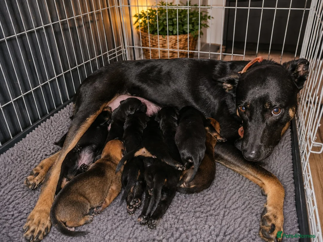 Belgian Shepherd Dog dogs for sale: Mechelse Herder Puppies For Sale - Advert 16