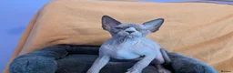 Sphynx cats for sale: *PEDIGREE SPHYNX* TICA REGISTERED *DNA HCM4 CLEAR* - Advert 36