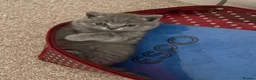 British Shorthair cats for sale: ✨British Shorthair Kittens Ready for Loving Home!✨ - Advert 3