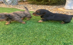 Mixed Breed dogs for sale: Daxipoo puppies - Image 6