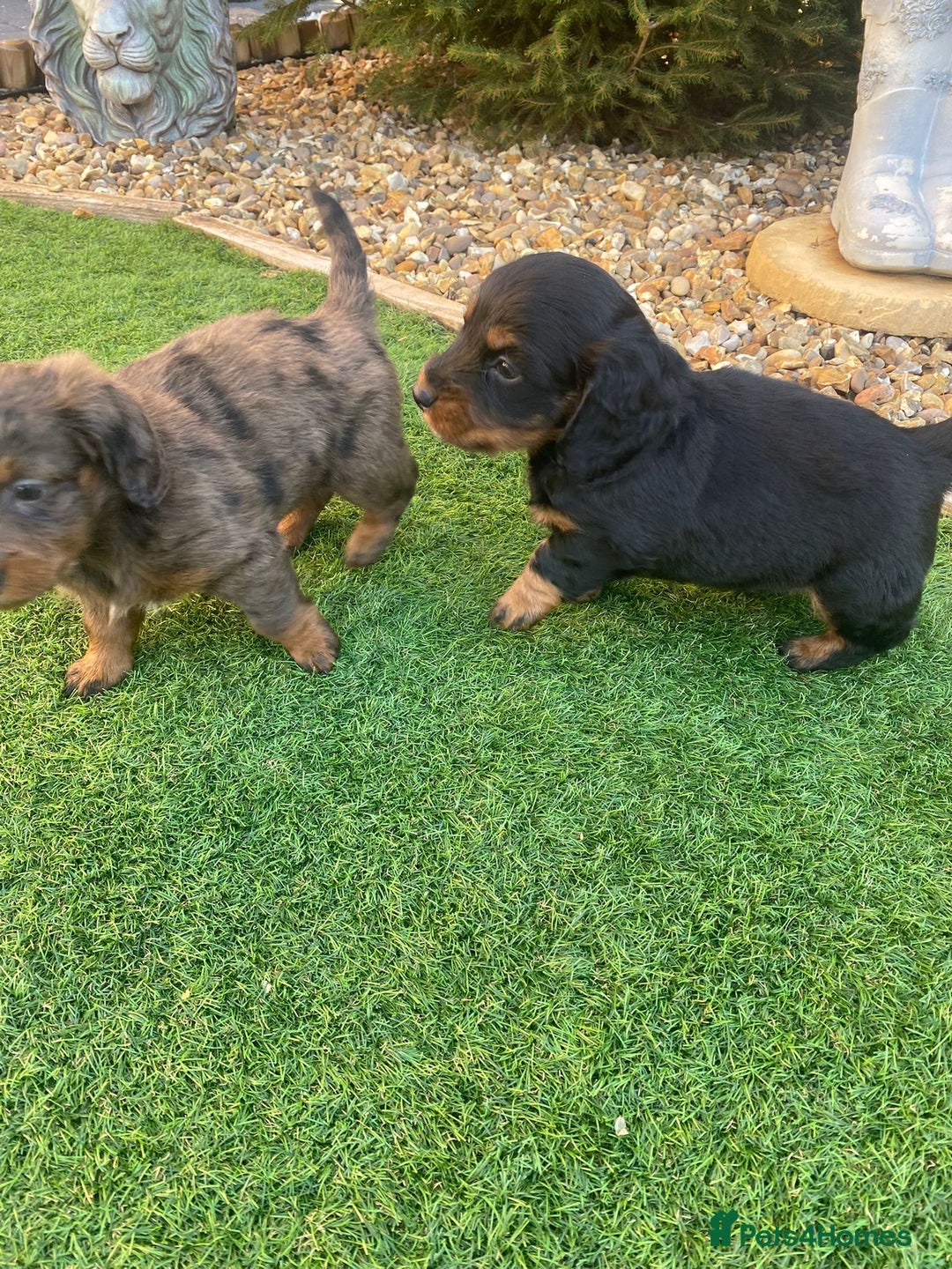 Mixed Breed dogs for sale: Daxipoo puppies - Image 6