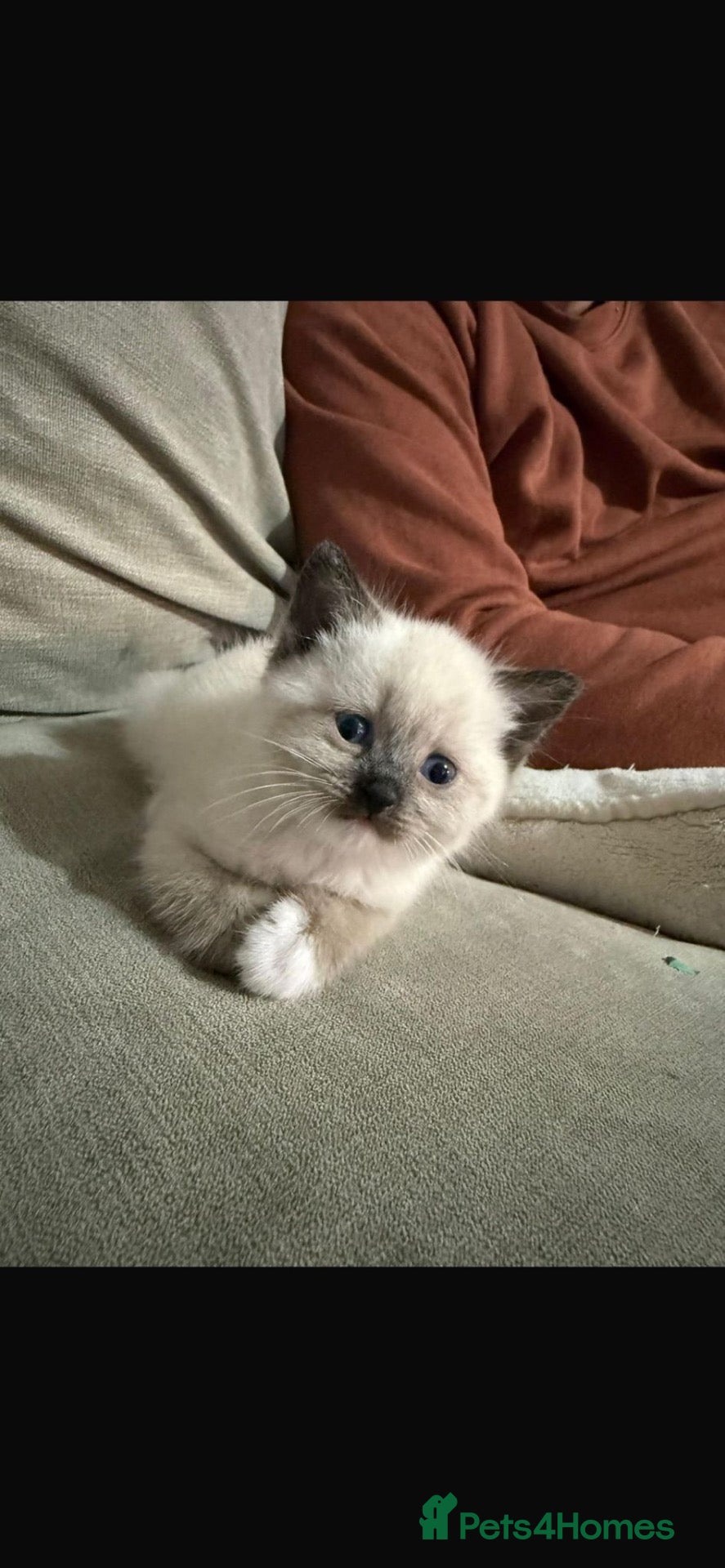 Mixed Breed cats Gorgeous kittens needing loving homes - Advert 12
