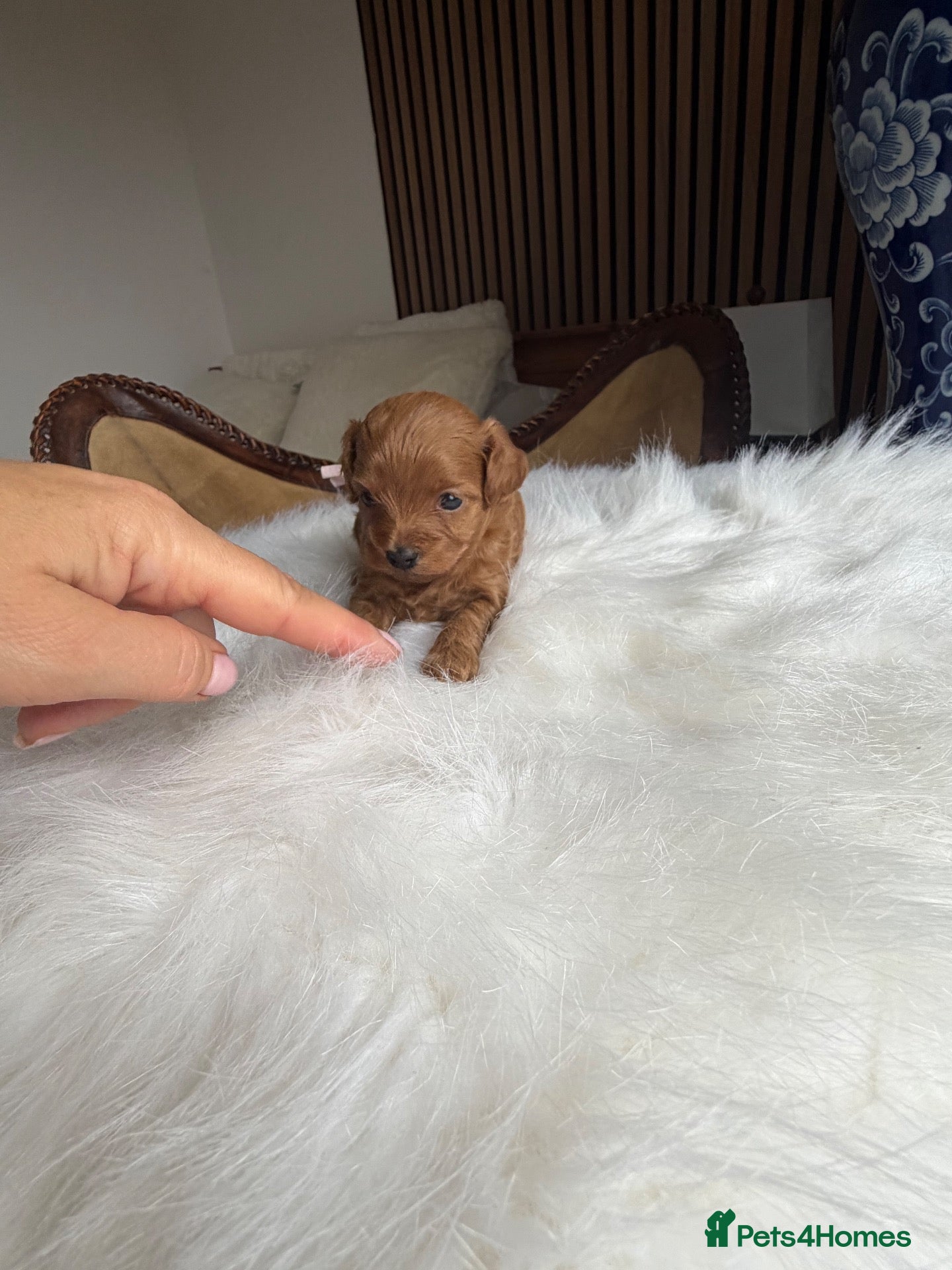 Maltipoo dogs for sale: 🧸 Exceptional Asian F1b Maltipoo Puppies - Advert 7