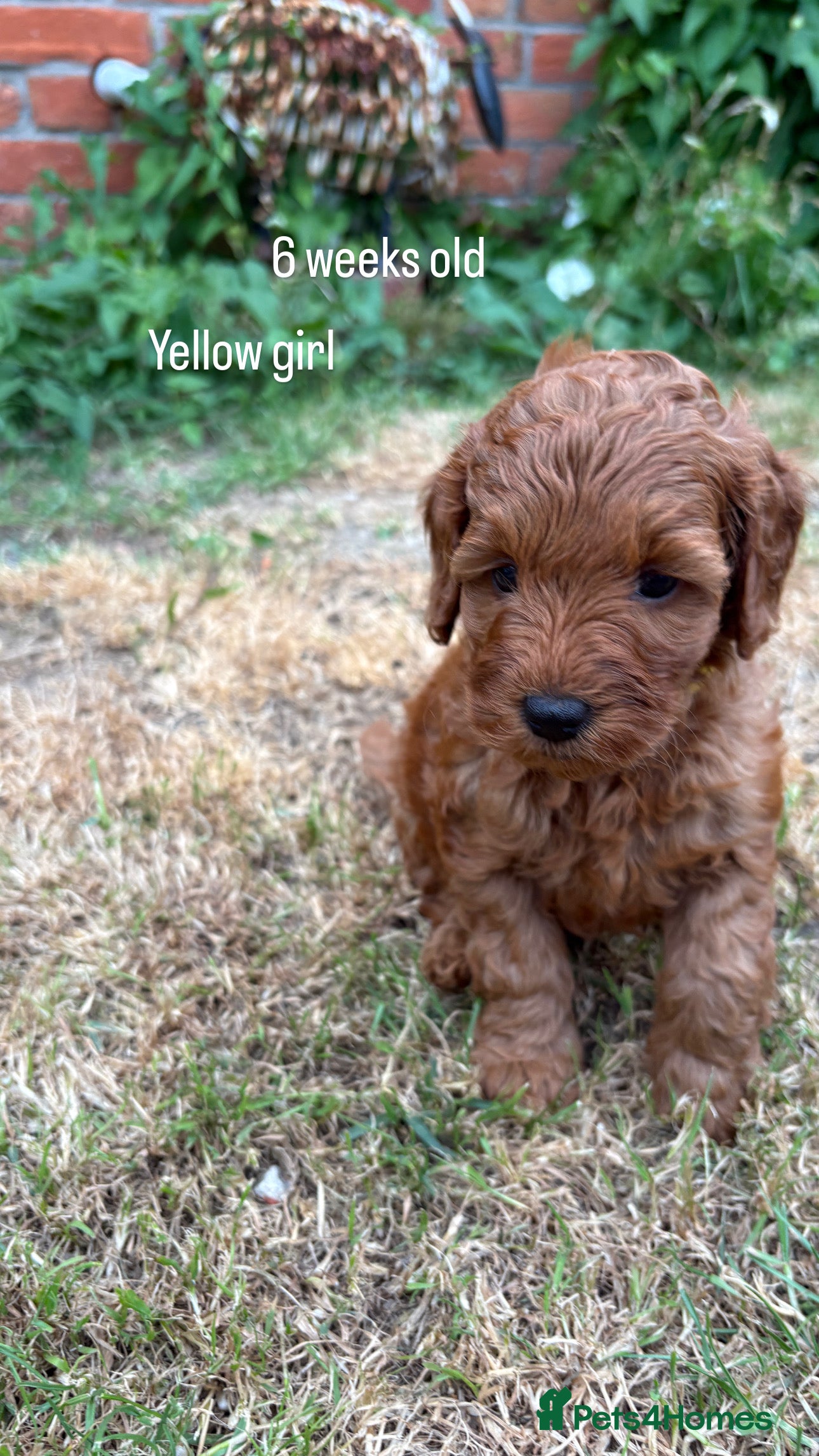 Cockapoo dogs Beautiful All Fox Red F1BB Cockapoo Puppies  - Advert 2
