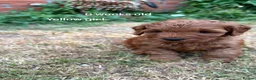 Cockapoo dogs for sale: Beautiful All Fox Red F1BB Cockapoo Puppies  - Advert 6