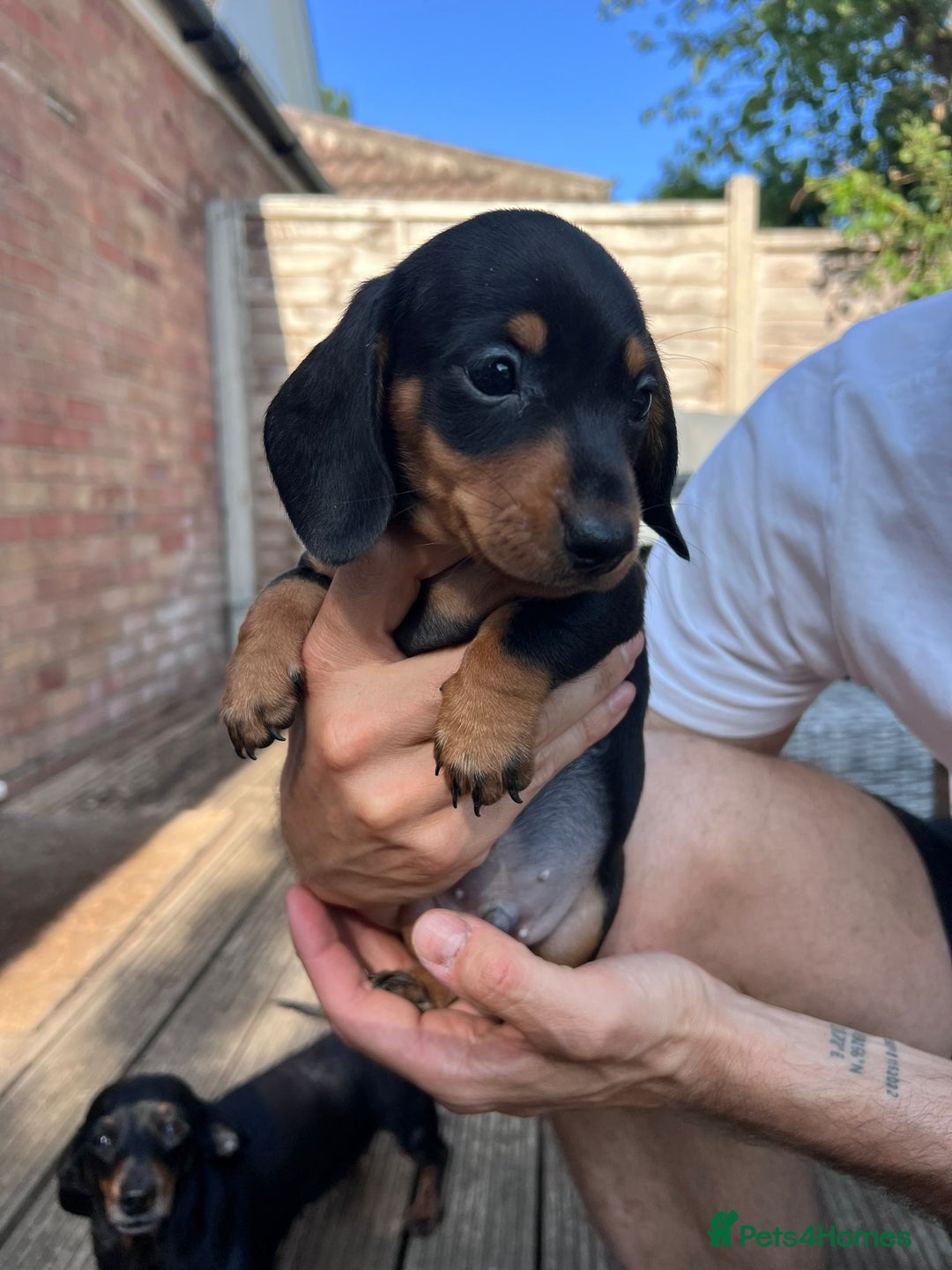 Dachshund dogs for sale: KC Reg Mini Smooth Pups (just two left) Black&Tan - Image 4