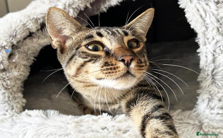Savannah cats - Advert 9