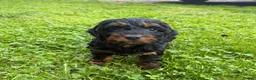 Cockapoo dogs for sale: 5 beautiful cockapoos ready now  in Stafford - Advert 12