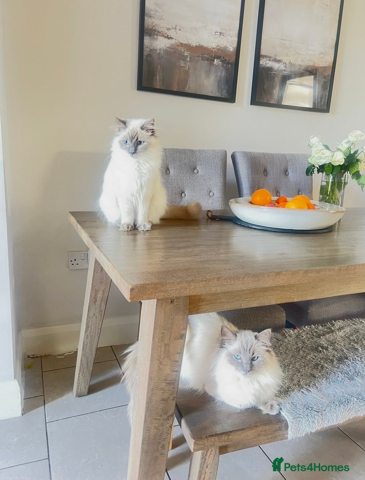 Ragdoll cats Female GCCF REG PEDIGREE | Active Female RAGDOLLS - Advert 6