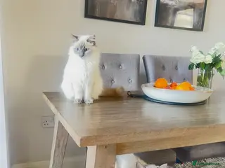 Ragdoll cats Female GCCF REG PEDIGREE | Active Female RAGDOLLS - Advert 6